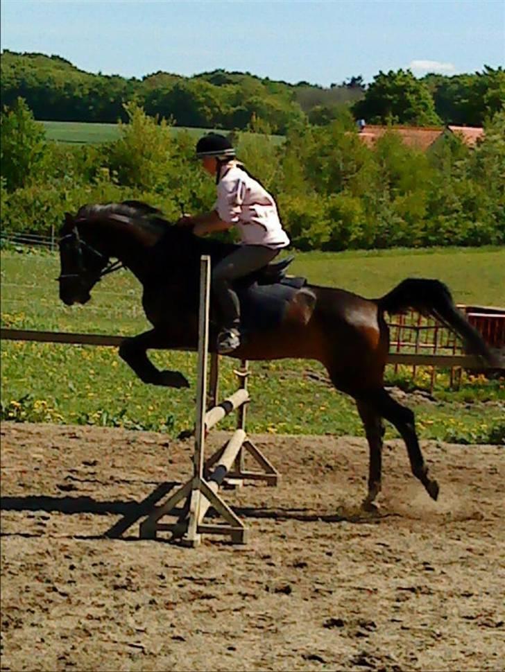 Arabisk fuldblod (OX) Ta halim's surprise(SOLGT) billede 10