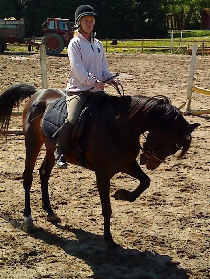 Arabisk fuldblod (OX) Ta halim's surprise(SOLGT) billede 11