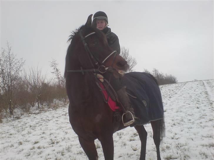 Arabisk fuldblod (OX) Ta halim's surprise(SOLGT) billede 12