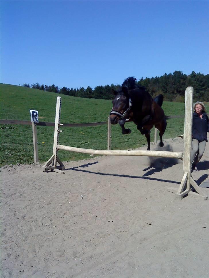 Arabisk fuldblod (OX) Ta halim's surprise(SOLGT) billede 13