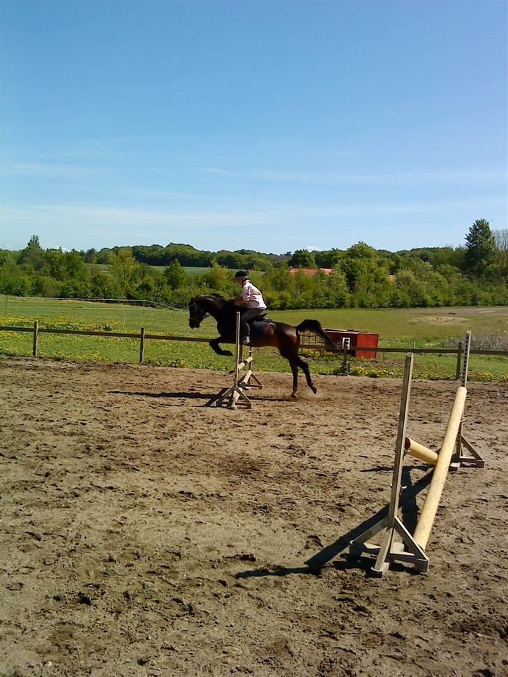 Arabisk fuldblod (OX) Ta halim's surprise(SOLGT) billede 14