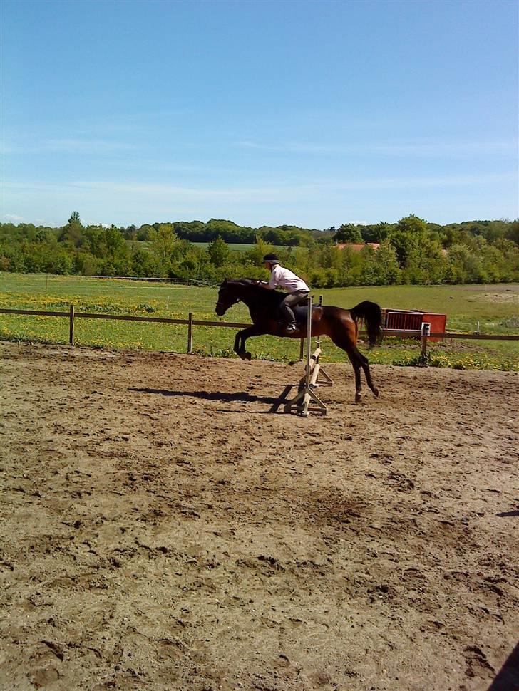 Arabisk fuldblod (OX) Ta halim's surprise(SOLGT) billede 15