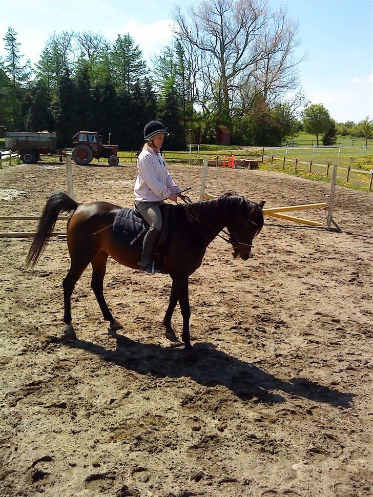 Arabisk fuldblod (OX) Ta halim's surprise(SOLGT) billede 16