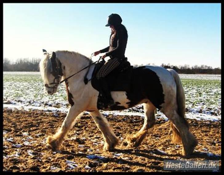 Irish Cob Leopold hvil i fred billede 14