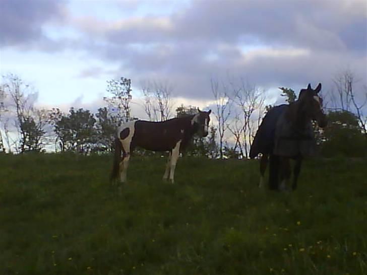 Dansk Varmblod Shirley R.I.P Fra d 21/10 - lige kommet på sommergræs :) billede 11