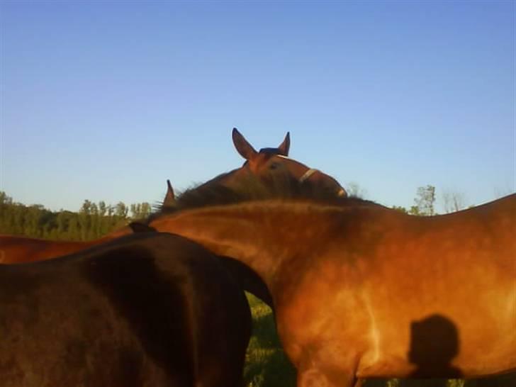 Dansk Varmblod Shirley R.I.P Fra d 21/10 billede 12