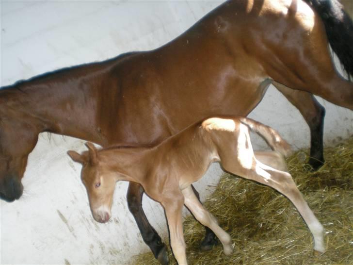 Standardbred [belle] cecilie lobell  solgt  - belle med sin lille dreng ribergaards cassio. et dejligt hingsteføl fra d 9/5 2009. fuld af spillopper allerede ss billede 9