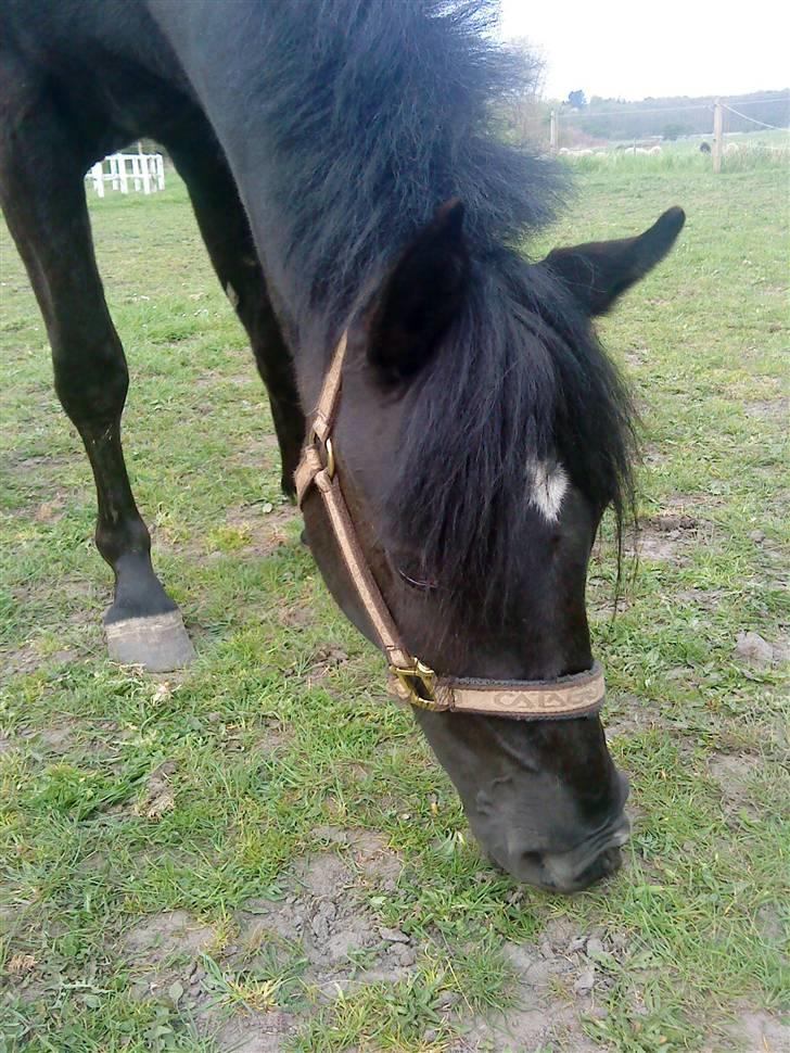 New Forest Tak (Sorte) billede 10