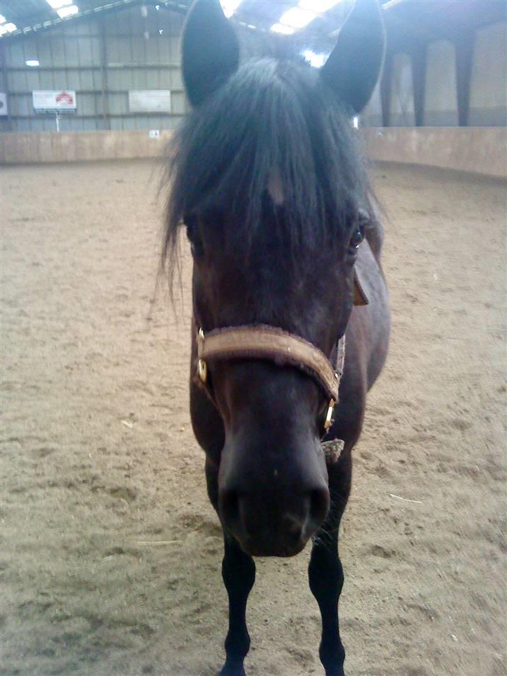 New Forest Tak (Sorte) billede 11