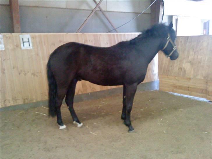 New Forest Tak (Sorte) billede 12