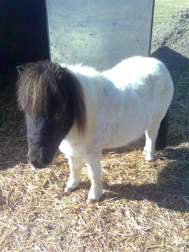 Shetlænder simba |Aflivet| :(<3 billede 1