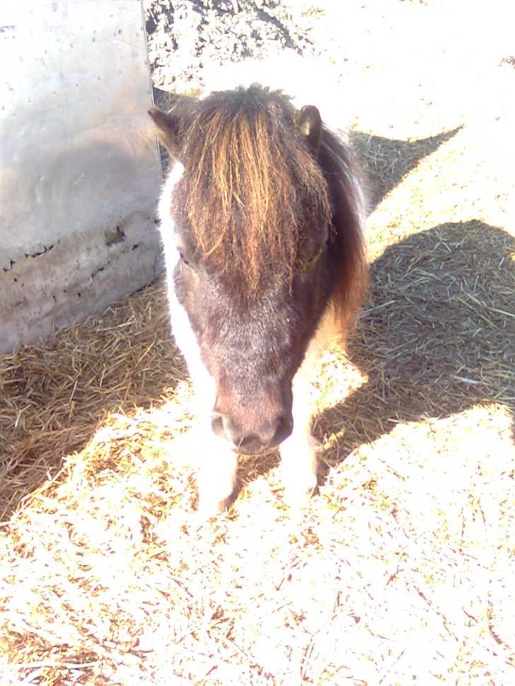 Shetlænder simba |Aflivet| :(<3 billede 2