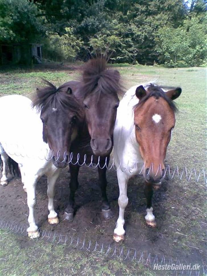 Shetlænder simba |Aflivet| :(<3 billede 4