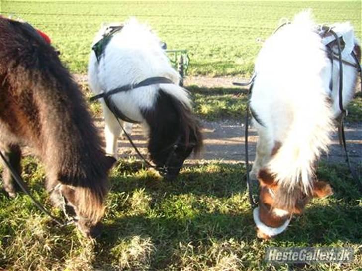 Shetlænder simba |Aflivet| :(<3 billede 5