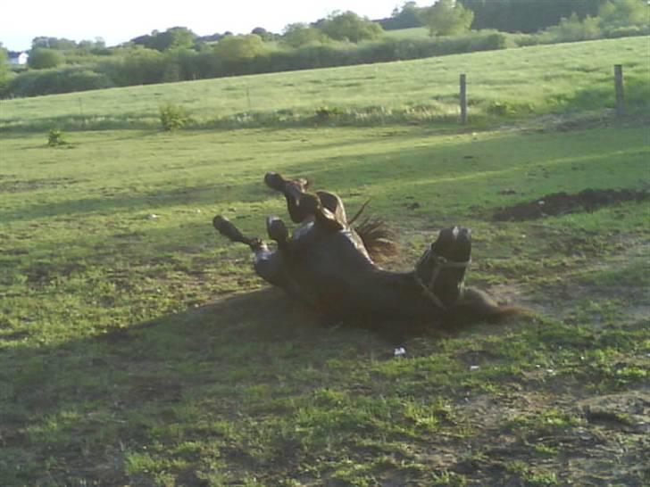 Islænder Gáski fra Rolandsgården - Rulle rulle :) billede 16