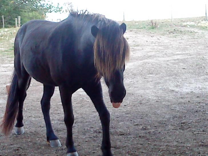 Islænder Gáski fra Rolandsgården - Madøre! billede 17