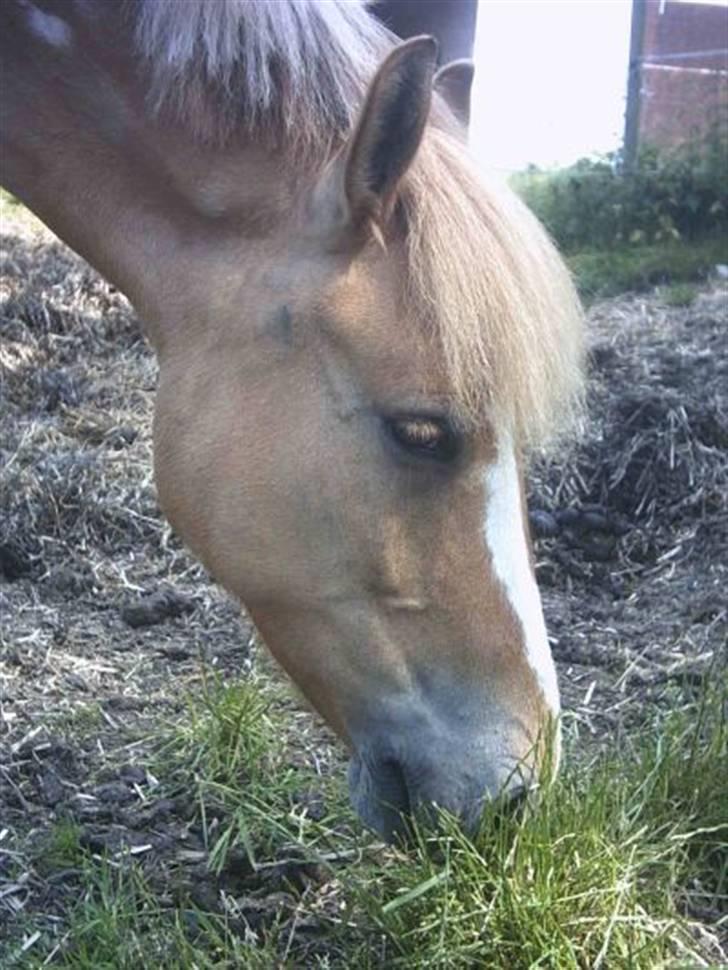 Anden særlig race Sørøver Sally *SOLGT* billede 2