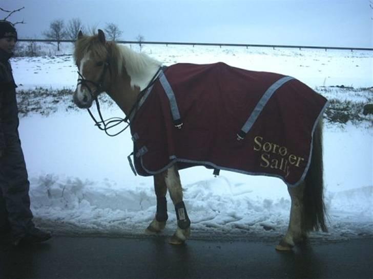 Anden særlig race Sørøver Sally *SOLGT* billede 6