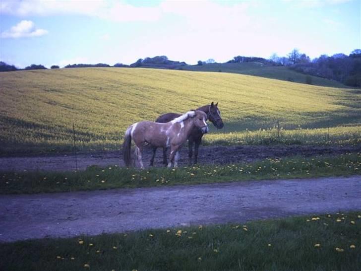 Anden særlig race Sørøver Sally *SOLGT* billede 8