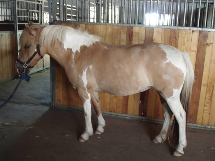 Anden særlig race Sørøver Sally *SOLGT* billede 12