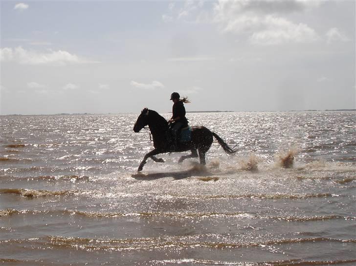 Anden særlig race Avantih <33 - Vaand ! - Avantih billede 6