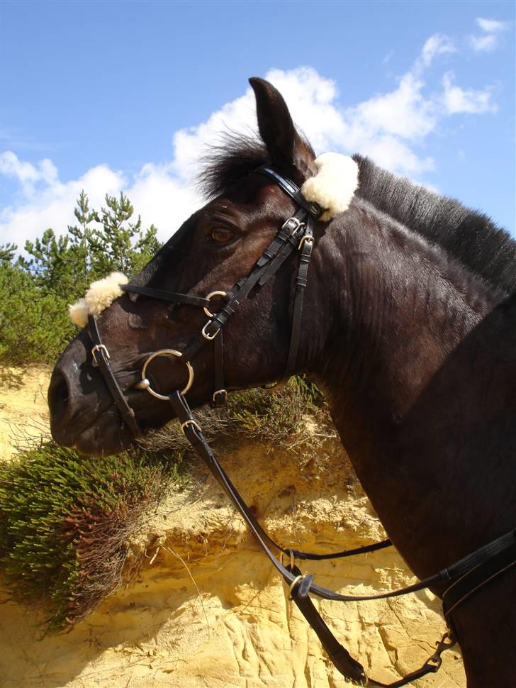 Anden særlig race Avantih <33 billede 8