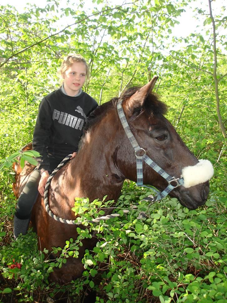 Anden særlig race Avantih <33 billede 9