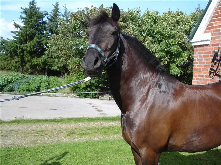 Anden særlig race Avantih <33 - smukke Vantih billede 10