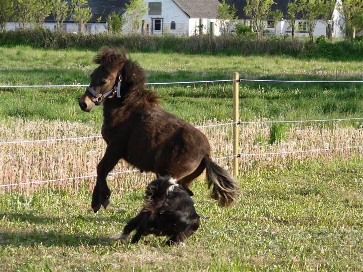 Shetlænder Pedro *Solgt* billede 18