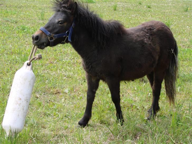 Shetlænder Pedro *Solgt* billede 19