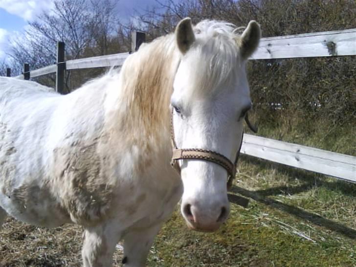 Welsh Pony (sec B) Samson (for altid savnet) billede 17