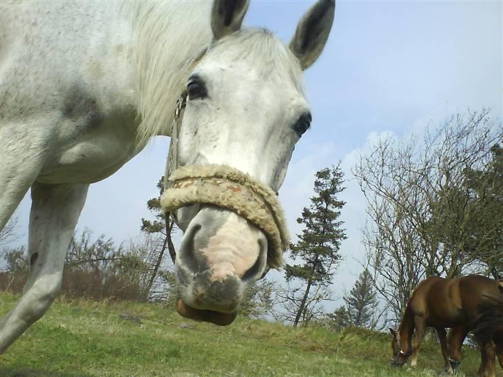 Shagya Araber (SH) # obalina^^*- - det er min profil : ) billede 1