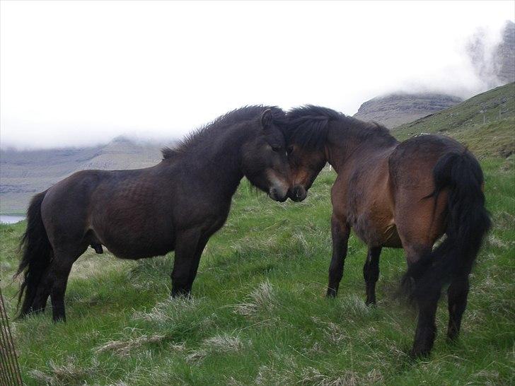 Færøsk hest Líggjas [Haft i pleje] - Hoppen Gilja er lige blevet sat på fold samman med Líggjas, så må man lige prøve at imponere hende lidt ;) | Juny 2010 billede 2