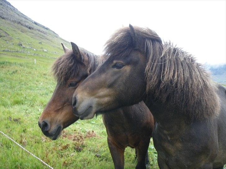 Færøsk hest Líggjas [Haft i pleje] - Líggjas og Gilja (: | August 2010 billede 3