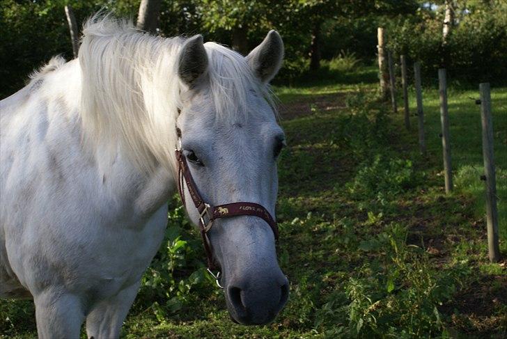 Anden særlig race Nørgårds Sanne..'<3 - Tilfældig dag på marken!(-; billede 13