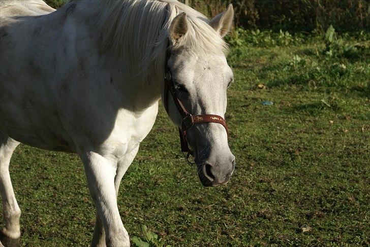 Anden særlig race Nørgårds Sanne..'<3 - min solstråle!<3 billede 14