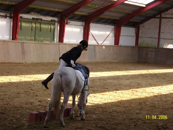 Anden særlig race Nørgårds Sanne..'<3 - pony games.. :´)<3 billede 15