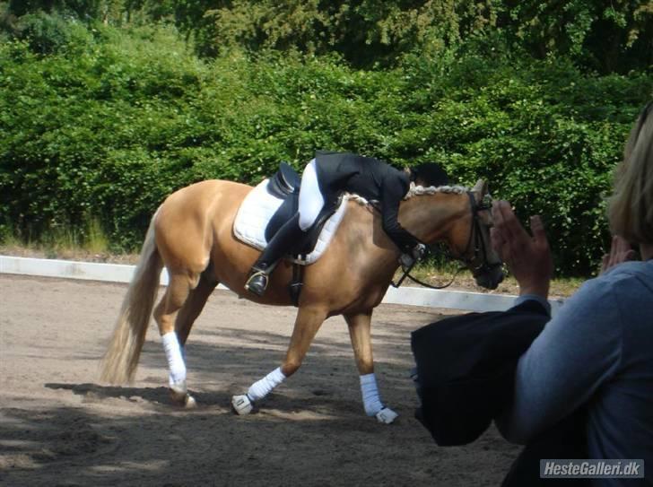 Tysk Sportspony Golden Dream - efter vi havde redet vores bedste program til dato(: billede 13