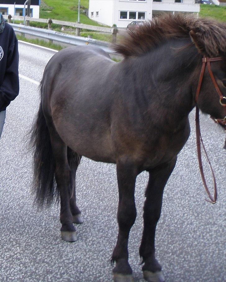 Færøsk hest Líggjas [Haft i pleje] - Øv at hovedet ikke kom med på dette billede!!! | July 2010 billede 7