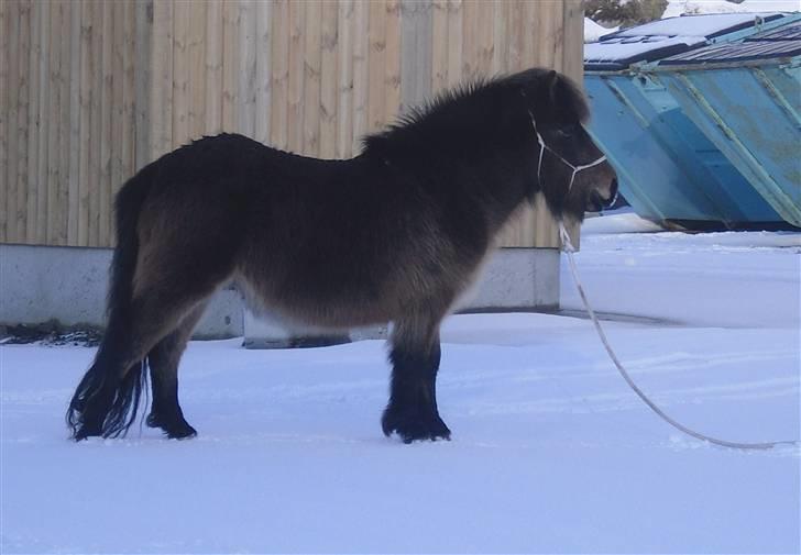 Færøsk hest Líggjas [Haft i pleje] - Lidt horsemanship (o: | Feb. 2010 billede 10