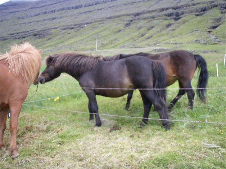 Færøsk hest Líggjas [Haft i pleje] - Hvem kommer der? | August 2010 billede 12