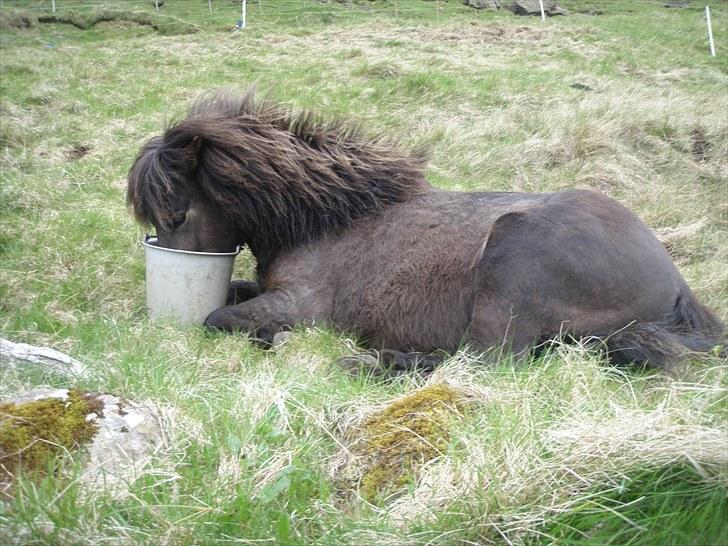 Færøsk hest Líggjas [Haft i pleje] - Jaja, så får man også maden serveret på sengen! ;) | Juny 2010 billede 17