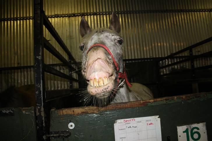 Hollandsk Sportspony .Spotty‹3 'Solgt!' :'( - 10// Spotty er blevet super goo´ til at smile, behøber ikke engangen at give hende en gulerod bagefter :D<3 taget af MCL-foto (Miig ;D ) 2010. Fordi at jeg vil huske hende i al evighed pga. at hun var den første pony jeg lærte et trick?(´: billede 10