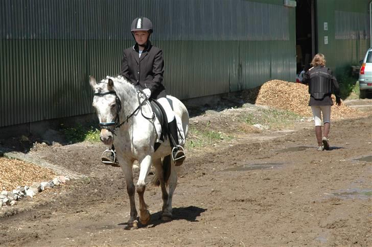 Hollandsk Sportspony .Spotty‹3 'Solgt!' :'( - 11// Lige kommet ud fra ridehuset d; Vi red LD2 :D 2009. PL-foto (: Fordi at jeg var så super stolt af dig! Det var min fejl at vi ikke blev placeret!(´: billede 11