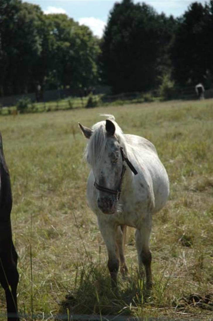 Hollandsk Sportspony .Spotty‹3 'Solgt!' :'( - 12// Spotty på sommergræs, 2009 :D MCL-foto ..<3 Smukke dukke :* <3 Fordi at du var så fantastisk efter den ferie!*; billede 12