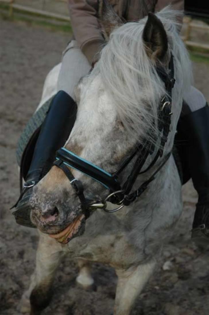 Hollandsk Sportspony .Spotty‹3 'Solgt!' :'( - 13// Smukke pige (;´Hehe hun rækker tunge, og smager på min støvle d: <3 2009, taget af Emma med miit super kamera (: Juni 09. Fordi vi var speciel?*; billede 13