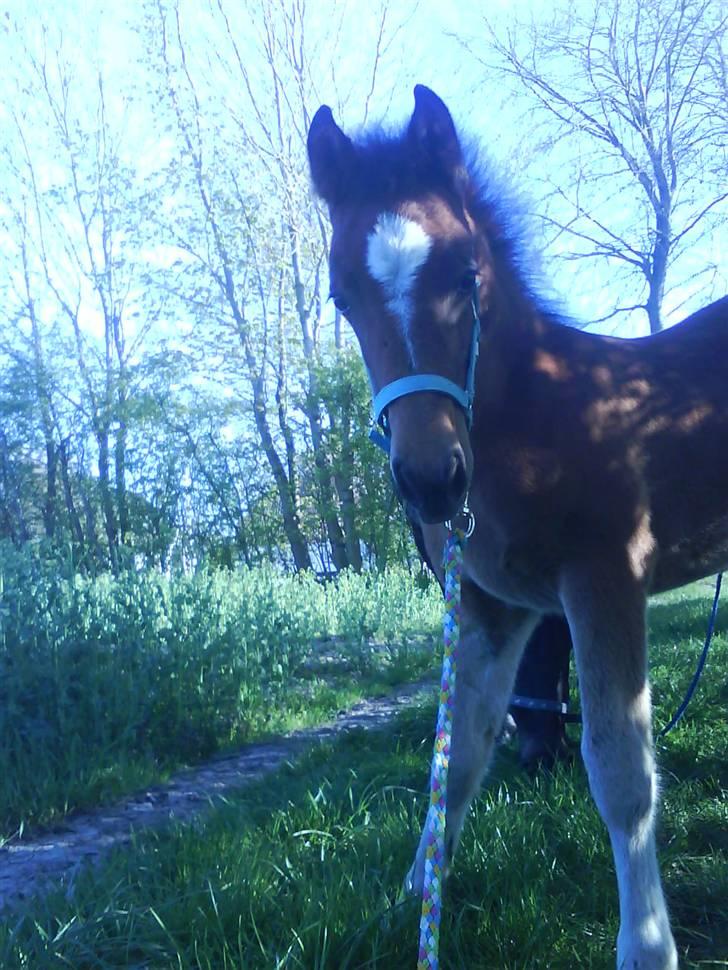 Anden særlig race Augustino - Velkommen til Følles profil.. :D Smid gerne kommentar+stemme`? :) billede 1