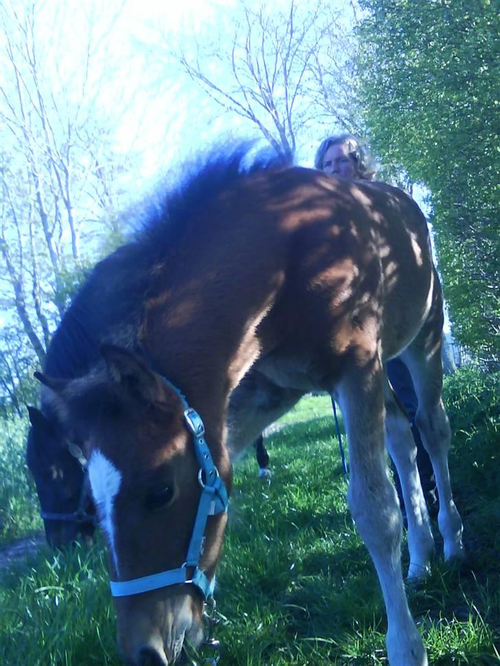 Anden særlig race Augustino - Græs.. :) billede 2