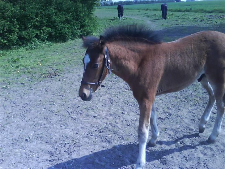 Anden særlig race Augustino billede 3