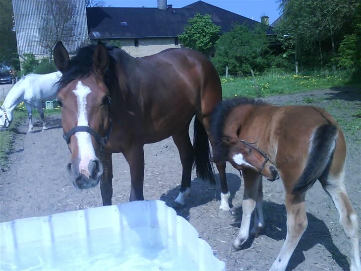 Anden særlig race Augustino - Følle, sammen med verdens bedste tante, Polle. Det er fedest at bide sig fast i halen, når Polle løber.. xD billede 4